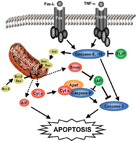 What Is Apoptosis The Apoptotic Pathways And The Caspase Cascade My