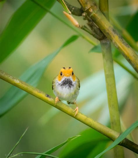 Rufous Faced Warbler Abroscopus Albogularis 棕 面 鶯 93 Flickr