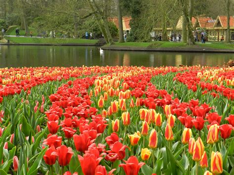 Famous Tulip Garden In Holland Bing Images Tulip Gardens And Fields