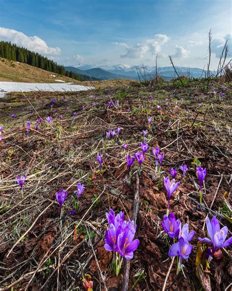 Purple Crocus Flowers On Spring Mountain Stock Image Colourbox