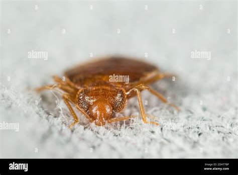 Common Bed Bug Cimex Lectularius In A Bed Stock Photo Alamy