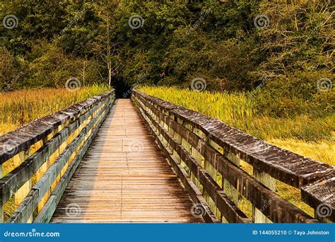 Wooden Walkway In Wetland Snactuary Stock Photo Image Of Scenic