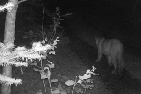 Dnr Confirms 6 Cougar Sightings In Michigan — All In The Up