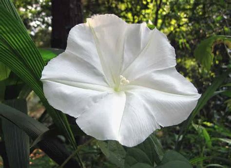 Giant White Moonflower Seeds Ipomoea Alba Organical Botanicals