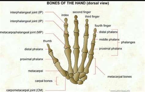 Pin On Studying Pt Ue The Hand