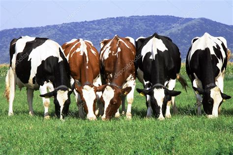 Herd Ow Cows Grazing On Field — Stock Photo © Feedough 3560212
