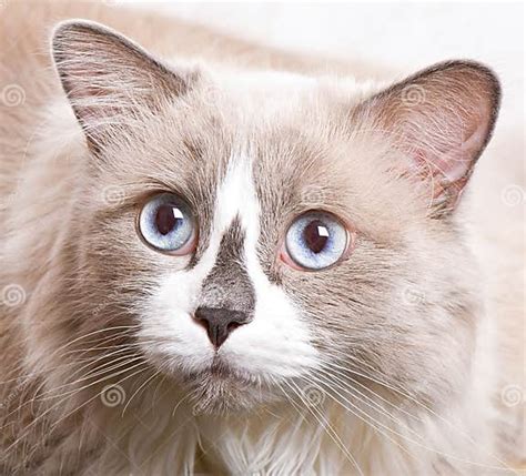 Ragdoll Breed Of Cat Face Stock Image Image Of Feline 35100803