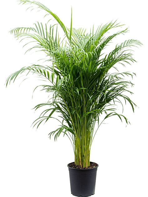 Areca Palm Large 160cm Plant Store