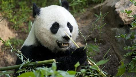 National Zoos Mei Xiang Gives Birth To Giant Panda Cub