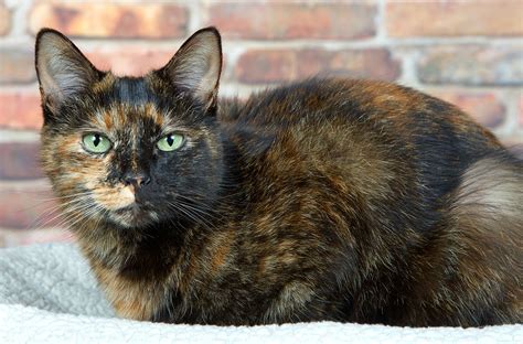 Tortoiseshell Cat Over 30 Fascinating Facts About Tortie Cats