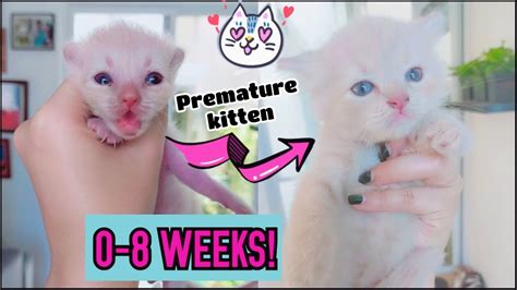 How A Premature Kitten Grow😱 0 8 Weeks In A 15 Minute Video😍 🥰 Youtube