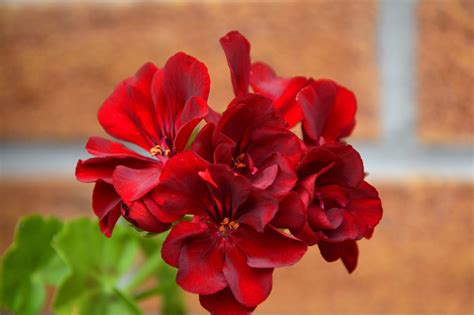 Geraniums Why Everyone Should Love A Red One Kathryn A Leroy
