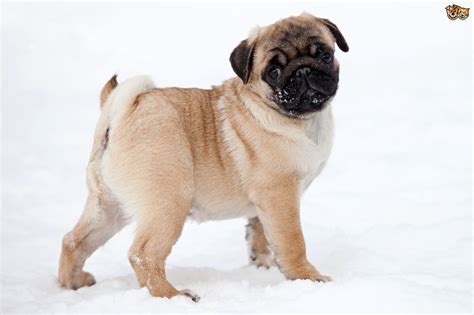 Pug Dog Breed Facts Highlights And Buying Advice Pets4homes