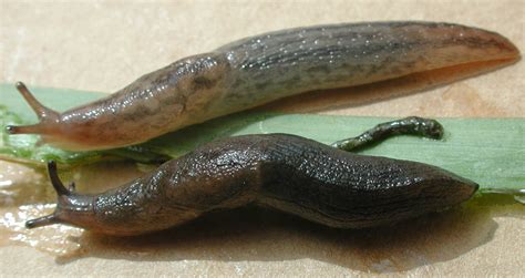 Identification And Control Of Pest Slugs And Snails For Broadacre Crops