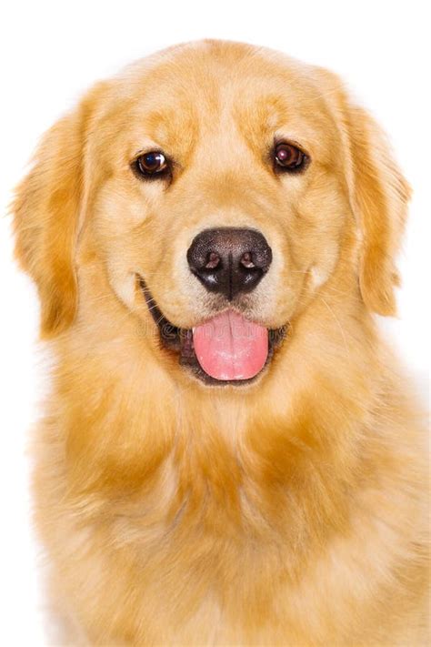Golden Retriever Stock Photo Image Of Canine Face Retriever 25939486