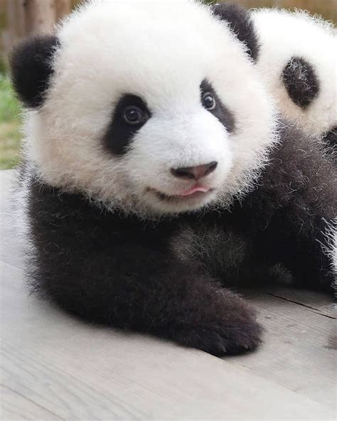 3238 Beğenme 50 Yorum Instagramda Panda Lovers Pandaloversworld