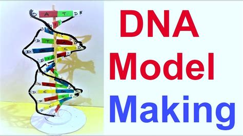 Dna Model Making Project 3d Diy Science Project Howtofunda