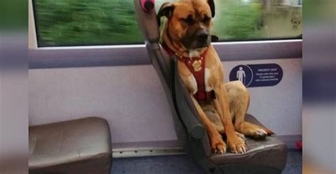 Dieser Kleine Hund Stieg Allein In Den Bus Und Wartete Auf Den Besitzer