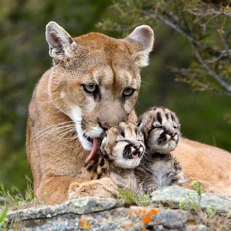 Mountain Lion With Her Cubs Pinteres