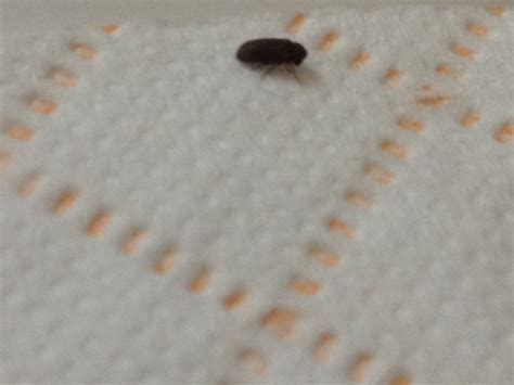 Review Of Tiny Brown Bugs On Kitchen Counter Ideas Octopussgardencafe