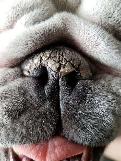 My Puppys Nose Is Dry And Crusty Fetchingly Blawker Custom Image Library