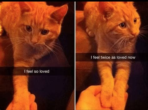Purrfect Caturday Cat Memes That Will Leave You Feline Good Cute My