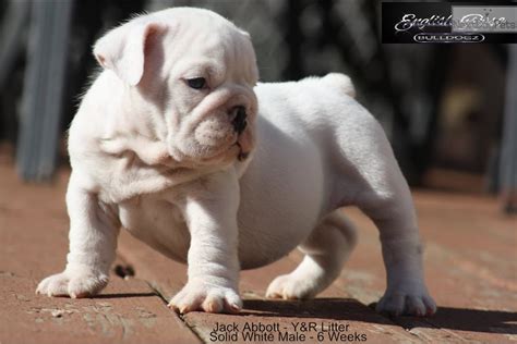 Here we have an absolutely stunning litter of kc registered english bulldog puppies, with outstanding pedigree lines including: Billy: English Bulldog puppy for sale near Tulsa, Oklahoma ...