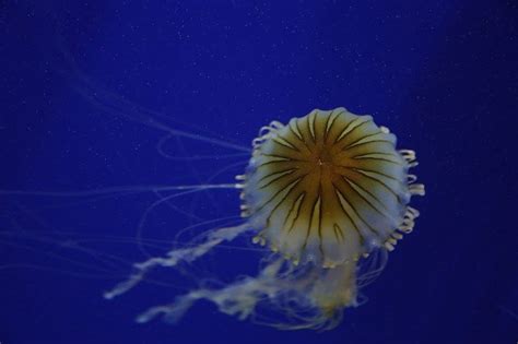 Jellyfish Floating Underwater