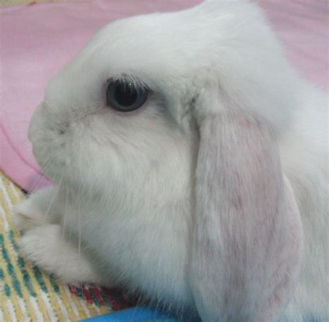 Holland Lop Blue Eyed White Rabbit Usa Kaninchen