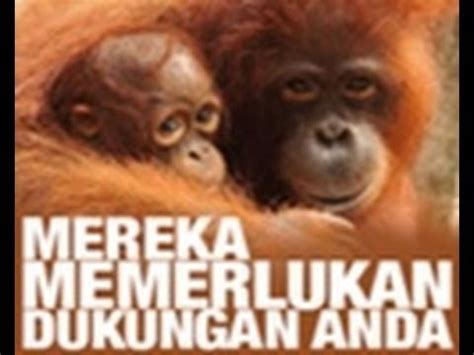 Kota memberlakukan tiket masuk dengan menggunakan kartu brizzi, . Video Orang Utan disiksa Kebun Binatang Bandung - YouTube