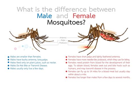 Types Of Mosquitoes 9 Photos Guide Facts Camping Fun Zone