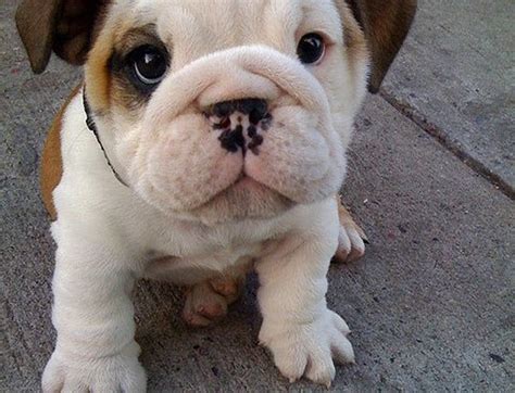 Chubby puppies are stumbling, fumbling, tumbling cuteness you'll fall for! 5 Adorable Puppies cute pictures