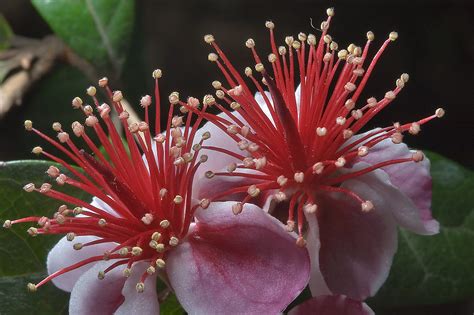 How to get more flowers in guava.the urea has been found to increase the time of fruit production in guava tree.spray your guava tree just before flowering i. Photo 741-13: Flowers of Pineapple Guava (Feijoa ...