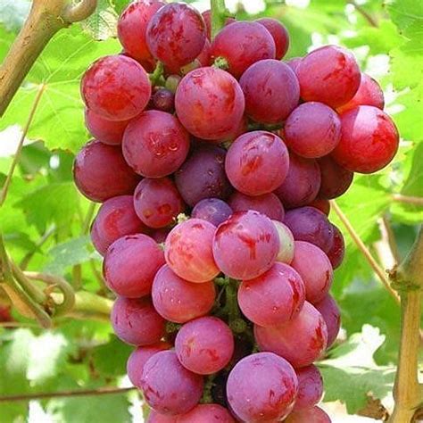 Grape Plant ‘suffolk Red Carbeth Plants