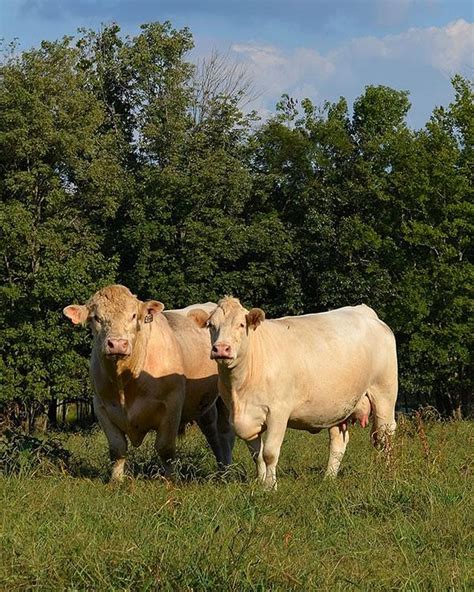 Beef Cattle Discovery Breeds Charolais Animal And Food Sciences