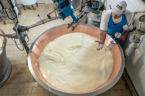 However, fresh goat milk makes the best goat cheese. Making Parmigiano-Reggiano in Italy: A Dairy Visit