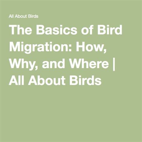 The Basics Of Bird Migration How Why And Where Bird Migration