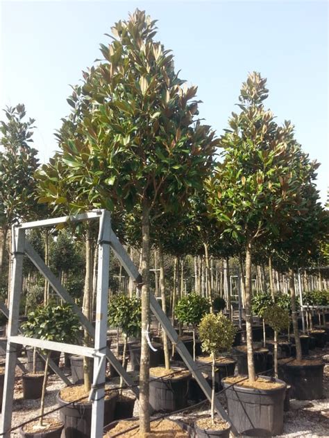 Magnolia Grandiflora Evergreen Magnolia Standard Trees Caragh Nurseries