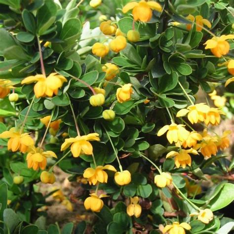 Berberis Buxifolia ‘nana Pepinieres Girod