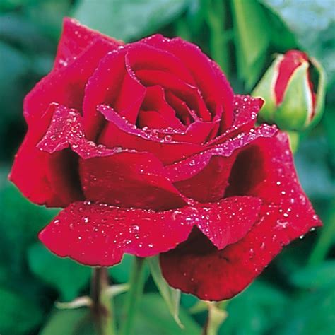 Crimson Glory Melvilles Roses
