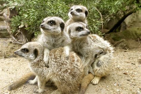 Filemeerkat Group At Drusillas Park Wikipedia