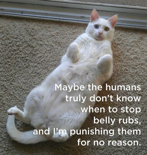 If Cats Could Talk Here Are 18 Funny Things Cats Would Say