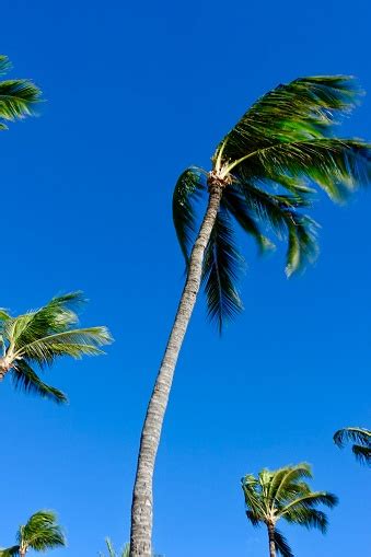 Palm Trees Blowing In The Wind Stock Photo Download Image Now Istock