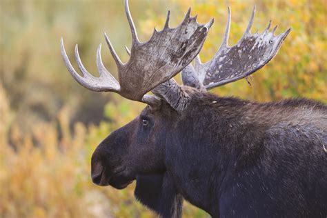 Chapter 4 Moose Jackson Hole Conservation Alliance