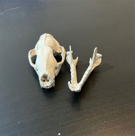 3d Printed Replica Quoll Skull Lifesize Hand Painted Etsy