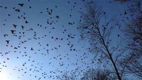 Fall Bird Migration Youtube