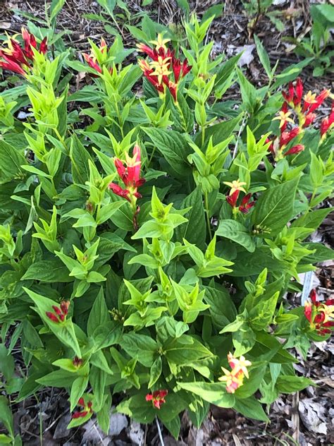 Native Plants Gardening In The Panhandle