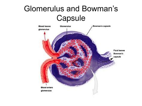 The Glomerulus And Bowmans Capsule Steve Gallik