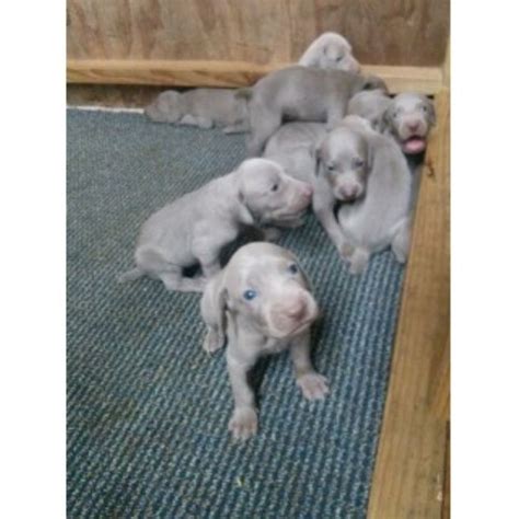 Our breeding collection consists of several. Leetogreenworld, Weimaraner Breeder in Homestead, Florida