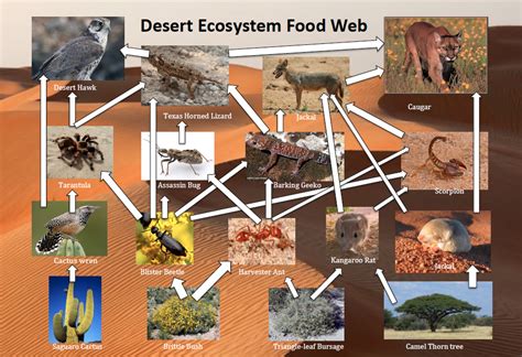 Food Chain In Desert Ecosystem My XXX Hot Girl